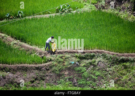 Un agriculteur travaillant dans ses packs des rizières de riz fraîchement récolté se propulse dans un sac dans Sagada, Luzon, Philippines. Banque D'Images