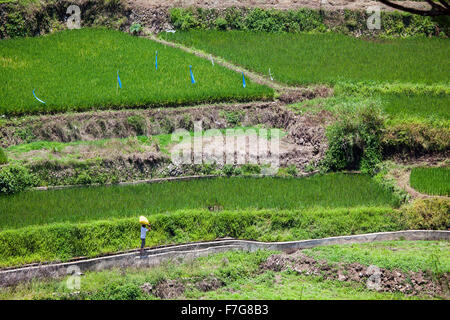 Un homme porte un sac de riz paddy récolté à partir de ses anciens dans Sagada, Nord de l'île de Luzon, aux Philippines. Banque D'Images