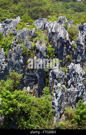 Vieux cercueils en bois suspendu à partir de falaise dans la roche calcaire karstique formations de la grande chaîne de montagnes de la Cordillère dans Sagada Banque D'Images