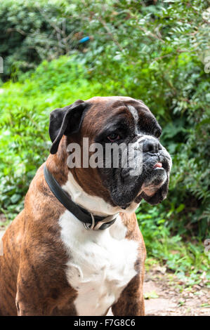 Portrait de chien boxer allemand nice à l'extérieur Banque D'Images