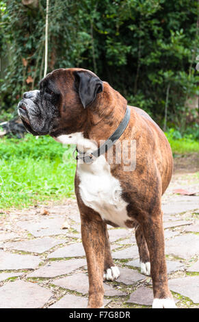 Portrait de chien boxer allemand nice à l'extérieur Banque D'Images