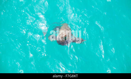 Lion de mer piscine et jouer dans l'eau, Venice Beach, Californie, USA. Banque D'Images