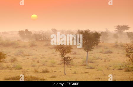 Lever du soleil dans le désert du Thar près de Jaisalmer, Rajasthan, India Banque D'Images