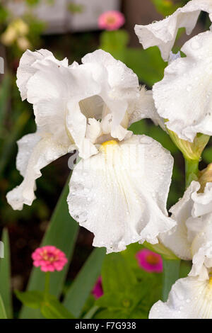 Close-up of a white Iris variété immortalité blossom humide avec la pluie. Banque D'Images