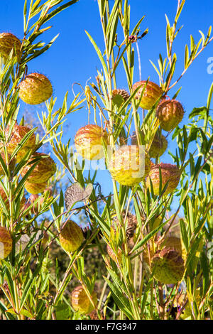 Gomphocarpus physocarpus, communément connu sous le Balloonplant, coton ballon-bush, Bishop's balls ou usine de Swan. Banque D'Images