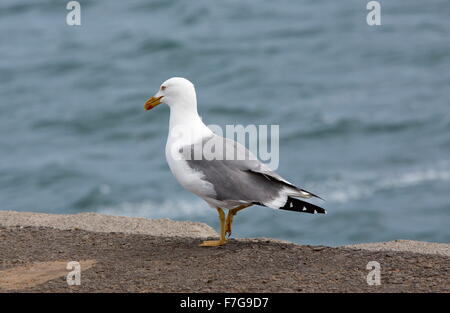 Yellow-legged Gull (Larus michahellis atlantis, Lanzarote. Banque D'Images