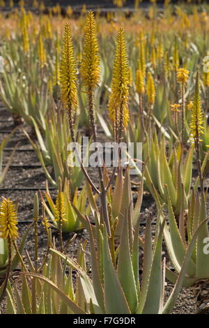 Aloès Vrai, l'aloe vera ou Aloe Barbadensis, en culture sur des parpaings à ferme près de Orzola, Lanzarote. Banque D'Images