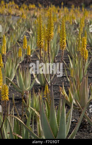 Aloès Vrai, l'aloe vera ou Aloe Barbadensis, en culture sur des parpaings à ferme près de Orzola, Lanzarote. Banque D'Images