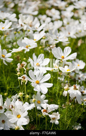 Cosmea blanc en juillet en fleurs plantes, fleurs Cosmos bipinnatus cosmos appelé Jardin mexicain ou Aster, nom polonais Warszawianka Banque D'Images