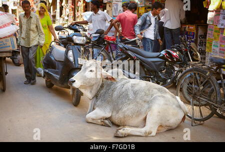 Vache couchée sur la rue, Jaisalmer, Rajasthan, India Banque D'Images