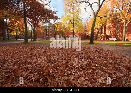 Automne feuilles tombées dans Harvard Yard à l'Université de Harvard à Cambridge, Massachusetts Banque D'Images