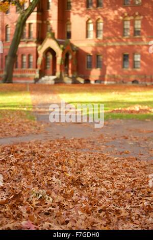 Automne feuilles tombées dans Harvard Yard à l'Université de Harvard à Cambridge, Massachusetts Banque D'Images