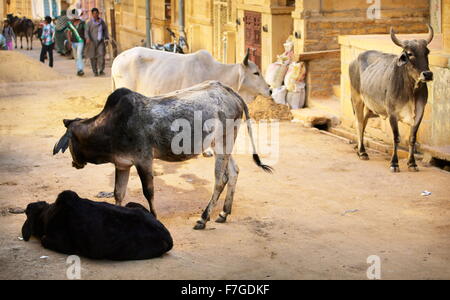 Les vaches sur la rue, Jaisalmer, Rajasthan, India Banque D'Images