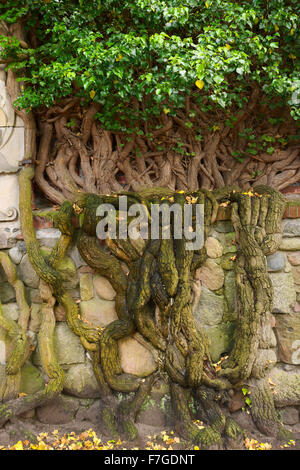 Hedera helix lierre plante avec racines massives énorme escalade un mur de pierre dans le jardin. Banque D'Images