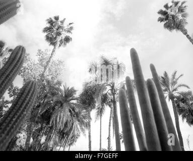 Arbres Cactus remplir les jardins Majorelle à Marrakech, jardins. Banque D'Images