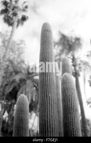 Plantes cactus remplir le paysage dans le Jardin Majorelle, Marrakech. Banque D'Images