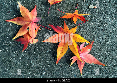 Napa, CA, USA. 23 Nov, 2015. Par temps froid récente a fait de la corvée annuelle de râtelage des feuilles passe-temps d'un week-end pour de nombreux résidents locaux. © Napa Valley Inscription/ZUMA/Alamy Fil Live News Banque D'Images