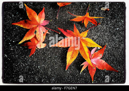 Napa, CA, USA. 23 Nov, 2015. Par temps froid récente a fait de la corvée annuelle de râtelage des feuilles passe-temps d'un week-end pour de nombreux résidents locaux. © Napa Valley Inscription/ZUMA/Alamy Fil Live News Banque D'Images