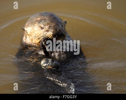 Une loutre de mer en utilisant ses mains pour mâcher. Banque D'Images