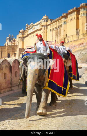 L'Inde éléphant (Elephas maximus) de retour de la Fort Amber à Jaipur, Rajasthan, Inde Banque D'Images