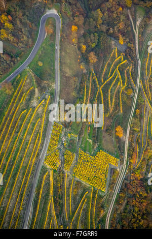 Des routes sinueuses dans les vignobles de Oberwesel près de Lorelei, vallée du Rhin, vin du Rhin, les feuilles de vigne, colorés, octobre d'Or Banque D'Images