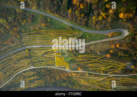 Des routes sinueuses dans les vignobles de Oberwesel près de Lorelei, vallée du Rhin, vin du Rhin, les feuilles de vigne, colorés, octobre d'Or Banque D'Images