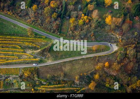 Des routes sinueuses dans les vignobles de Oberwesel près de Lorelei, vallée du Rhin, vin du Rhin, les feuilles de vigne, colorés, octobre d'Or Banque D'Images