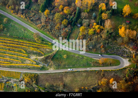 Des routes sinueuses dans les vignobles de Oberwesel près de Lorelei, vallée du Rhin, vin du Rhin, les feuilles de vigne, colorés, octobre d'Or Banque D'Images