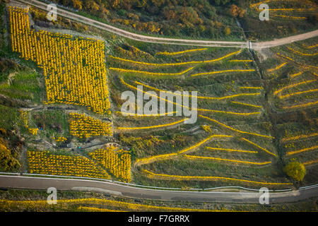 Des routes sinueuses dans les vignobles de Oberwesel près de Lorelei, vallée du Rhin, vin du Rhin, les feuilles de vigne, colorés, octobre d'Or Banque D'Images