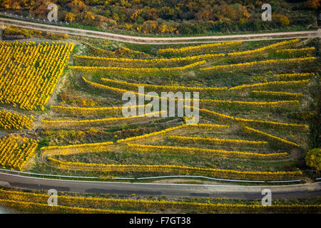 Des routes sinueuses dans les vignobles de Oberwesel près de Lorelei, vallée du Rhin, vin du Rhin, les feuilles de vigne, colorés, octobre d'Or Banque D'Images