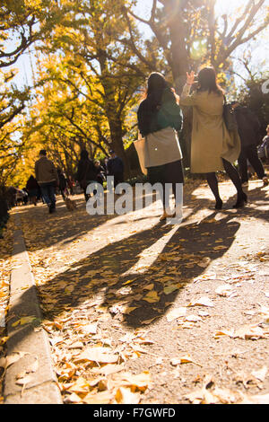 Meijijingu Gaien festival Ginkgo ,Tokyo, Japon Banque D'Images