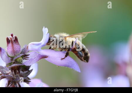 Gros plan d'une abeille sur l'apocyn Plectranthus caninus, Colues fleur canina Banque D'Images