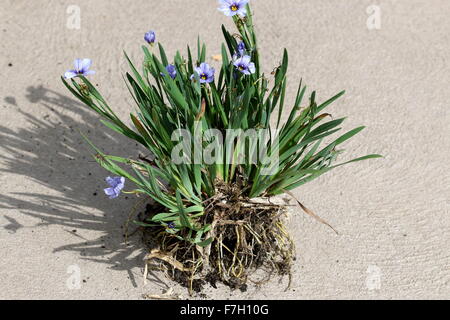 Sisyrinchium bellum ou également connu sous le nom de Herbe Blue-Eyed Banque D'Images