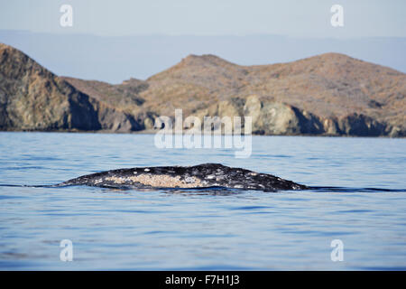 Pr0017-D. La baleine grise (Eschrichtius robustus). barnacle couverts en arrière. Magdalena Bay, Baja, au Mexique. Photo Copyright © Brandon Cole Banque D'Images