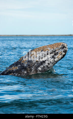 Pr0172-D. La baleine grise (Eschrichtius robustus) spyhopping. Remarque Tous les balanes à tête. Baja, au Mexique. © Brandon Cole Banque D'Images