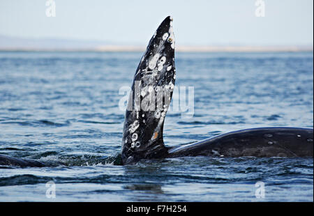 Pr0211-D. La baleine grise (Eschrichtius robustus) sur le côté, avec retournement pectoraux debout. Baja, au Mexique. Photo Copyright © Brandon Banque D'Images