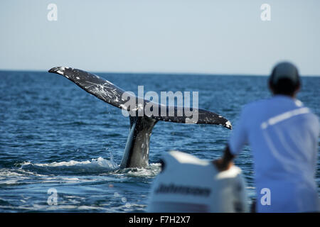 Pr0327-D. La baleine grise (Eschrichtius robustus la nageoire caudale). Baja, au Mexique. Photo Copyright © Brandon Cole. Tous droits réservés Banque D'Images