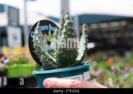 L’Aloe aculeata Banque D'Images