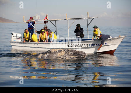 Pr5004-D. La baleine grise (Eschrichtius robustus) à la surface à côté du bateau pour l'observation des baleines avec les touristes. Magdalena Bay, Baja, au Mexique. Banque D'Images