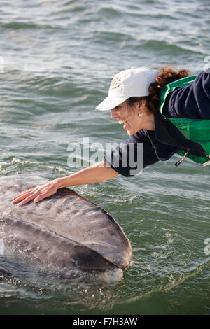 Pr5124-D. La baleine grise (Eschrichtius robustus). Friendly approches veau bateau et entre en contact avec des professionnels du tourisme, parution du modèle Banque D'Images