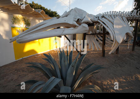 Pr7040-D. La baleine grise (Eschrichtius robustus) squelette. San Carlos, Baja, au Mexique. Photo Copyright © Brandon Cole. Banque D'Images