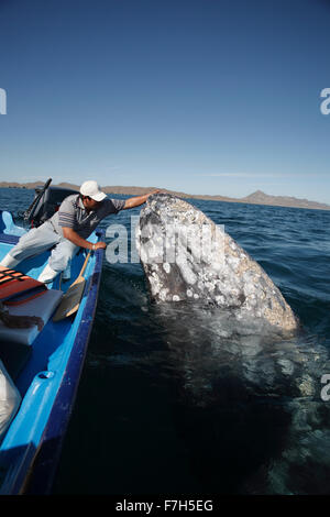 Pr7208-D. La baleine grise (Eschrichtius robustus) spyhopping aux côtés de bateau. Magdalena Bay, Baja, au Mexique. Copyright © Brandon Cole Banque D'Images