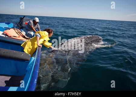 Pr7240-D. La baleine grise (Eschrichtius robustus), ludique des profils frottant contre le dessous du bateau d'excursion. Baja, au Mexique. Banque D'Images