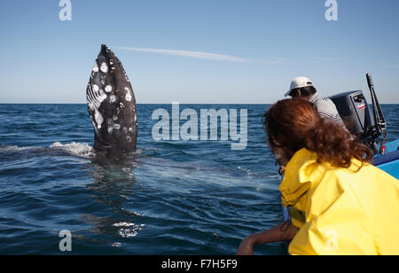 Pr7244-D. La baleine grise (Eschrichtius robustus), sur le côté avec flipper pectorales élevé. Baja, au Mexique. Banque D'Images