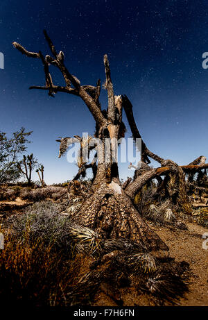 Joshua Tree se penchant en arrière dans le clair de lune Banque D'Images