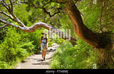 Sur le sentier touristique sur Levada do Risco, Rabacal, l'île de Madère, Portugal Banque D'Images