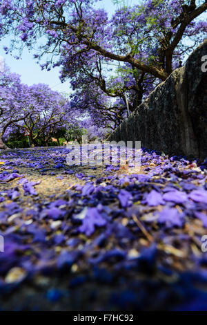 (151201) -- JOHANNESBURG, 1 déc., 2015 (Xinhua) -- Photo prise le 12 octobre 2015 montre les jacarandas en fleur pleine à Pretoria, Afrique du Sud. Jacarandas sont en fleur pleine à Pretoria du début d'octobre chaque année, ce qui est populairement connu comme la ville des jacarandas en raison de plus de 80 000 arbres de jacaranda plantés comme des arbres de rue et dans les parcs et jardins. À l'invitation du Président sud-africain Jacob Zuma, le président chinois Xi Jinping effectuera une visite d'Etat en Afrique du Sud, du 2 au 5 décembre, et président du Forum sur la coopération Chine-Afrique (FOCAC) à Johannesburg. L'Afrique du Sud est cal Banque D'Images