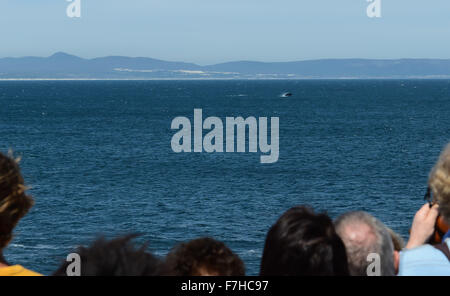 (151201) -- JOHANNESBURG, 1 déc., 2015 (Xinhua) -- Les touristes regarder une baleine australe au cours de l'Hermanus Whale Festival à Hermanus, Afrique du Sud, le 2 octobre 2015. Hermanus est connu comme le meilleur des baleines à destination dans le monde, parce que le les baleines australes retour à cette baie pendant la saison d'accouplement et de mise bas chaque année. À l'invitation du Président sud-africain Jacob Zuma, le président chinois Xi Jinping effectuera une visite d'Etat en Afrique du Sud, du 2 au 5 décembre, et président du Forum sur la coopération Chine-Afrique (FOCAC) à Johannesburg. L'Afrique du Sud s'appelle Rainbow Banque D'Images