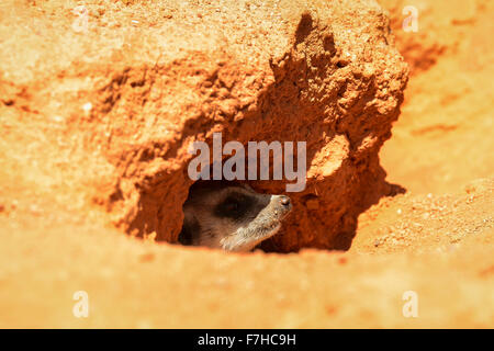 (151201) -- JOHANNESBURG, 1 déc., 2015 (Xinhua) -- Photo prise le 27 septembre 2015 montre une meerkat dans un parc local à Johannesburg, Afrique du Sud. L'Afrique du Sud possède une grande variété de faune, y compris 299 espèces de mammifères et 858 espèces d'oiseaux, et 19 parcs nationaux à travers le pays. À l'invitation du Président sud-africain Jacob Zuma, le président chinois Xi Jinping effectuera une visite d'Etat en Afrique du Sud, du 2 au 5 décembre, et président du Forum sur la coopération Chine-Afrique (FOCAC) à Johannesburg. L'Afrique du Sud est appelée Nation Arc-en-ciel, ce qui est un non seulement un terme pour décrire cette différen Banque D'Images