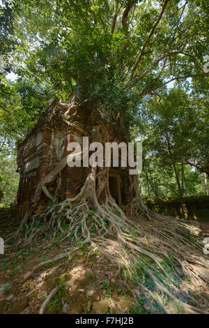 Des racines d'arbre enroulé autour de l'hidden temple de Prasat Pram jungle à Koh Ker, Siem Reap, Cambodge Banque D'Images